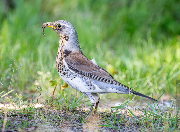 Wacholderdrossel (Fieldfare)