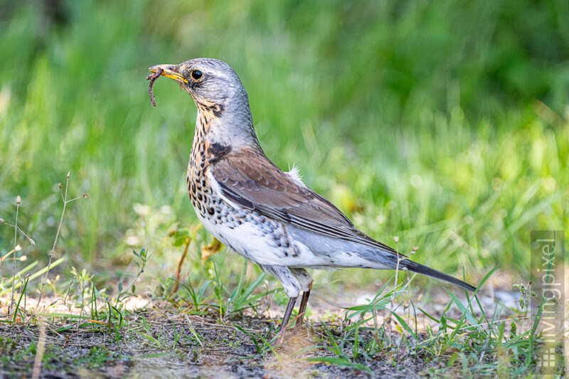 Wacholderdrossel (Fieldfare)