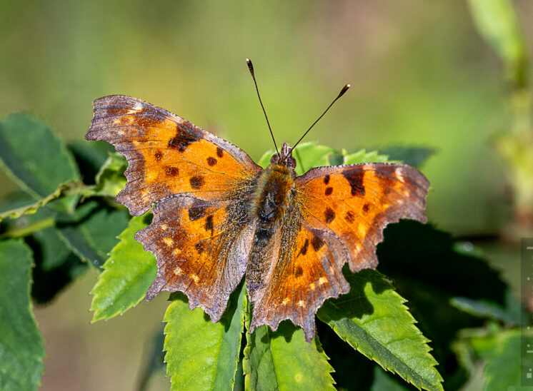 C-Falter (Polygonia c-album)