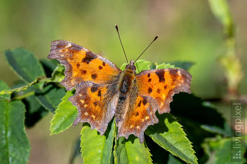 C-Falter (Polygonia c-album)