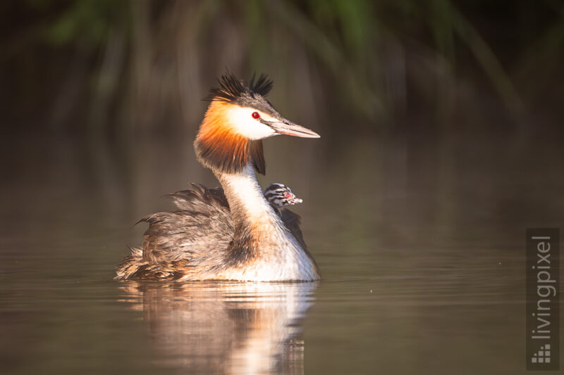 Haubentaucher (Great crested grebe)