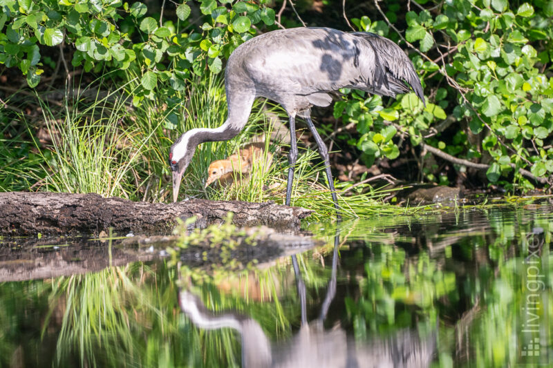 Kranich (Common crane)