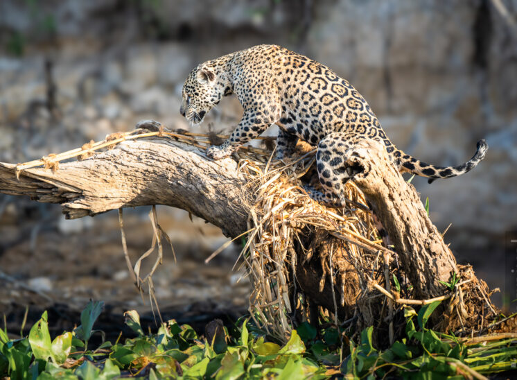 Jaguar (Jaguar)