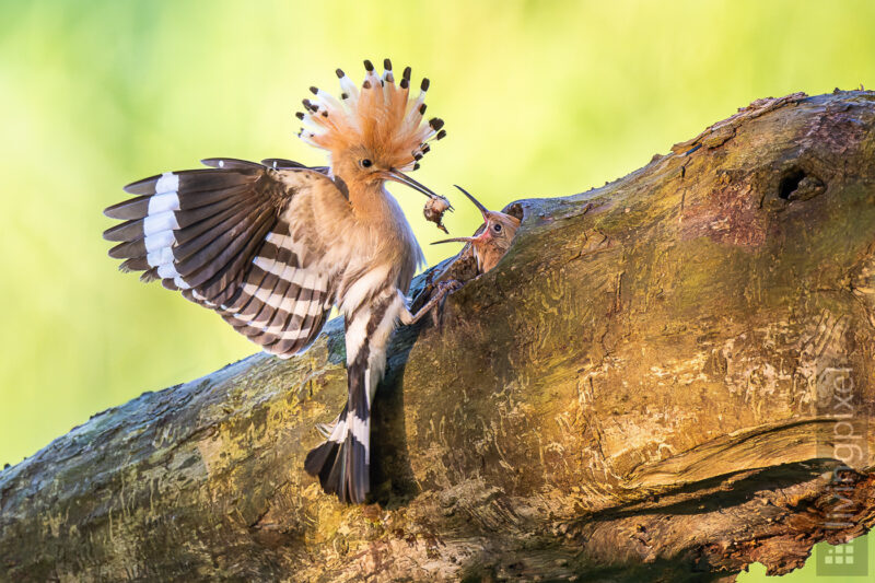 Wiedehopf (Eurasian hoopoe)