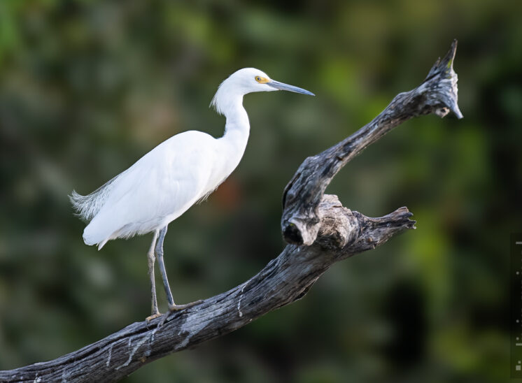 Silberreiher (Great egret)