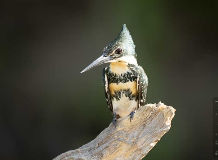Grünfischer, Weibchen (Green kingfisher)
