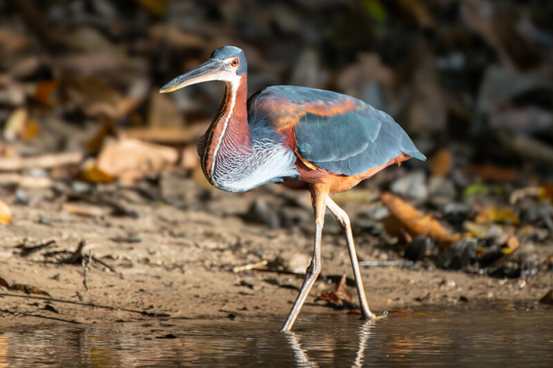 Speerreiher (Agami heron)