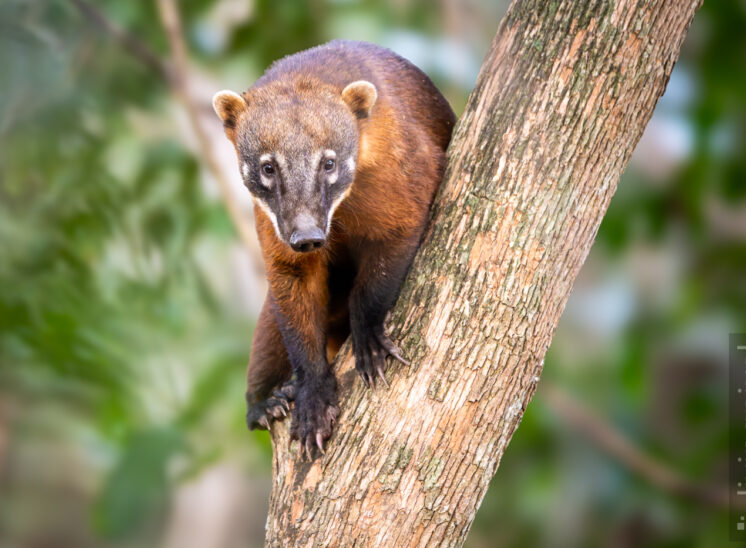 Südamerikanischer Nasenbär
(South American coati)