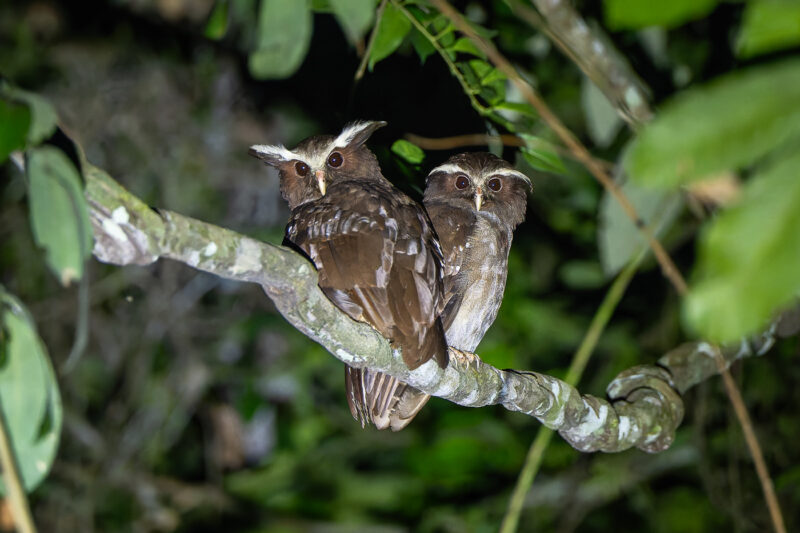 Haubenkauz (Crested owl)