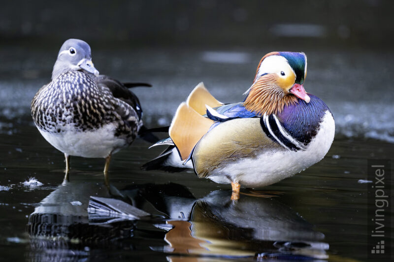 Mandarinente (Mandarin duck)