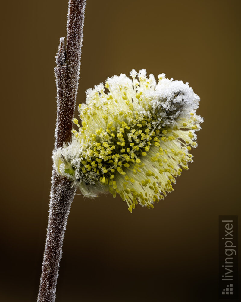 Sal-Weide (Goat willow)