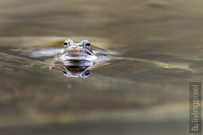 Moorfrosch (Moor frog)