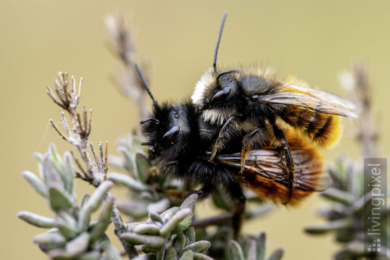 Gehörnte Mauerbiene (European orchard bee)
