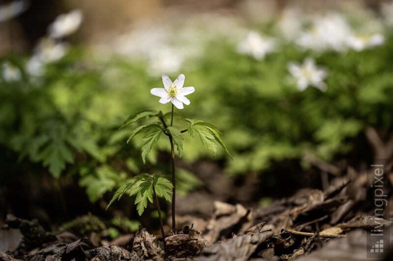 Buschwindröschen (Wood anemone)