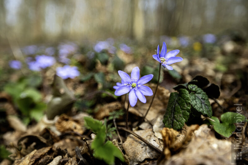 Leberblümchen (Common hepatica)