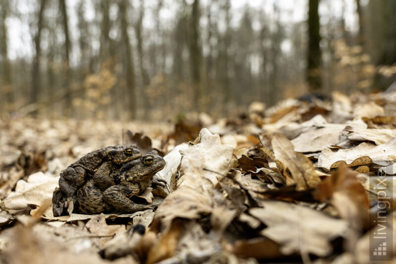 Erdkröte (Common toad)