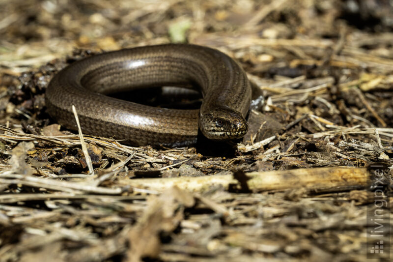 Westliche Blindschleiche (Common slow worm)