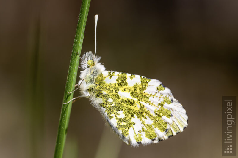 Autorafalter (Orange tip)