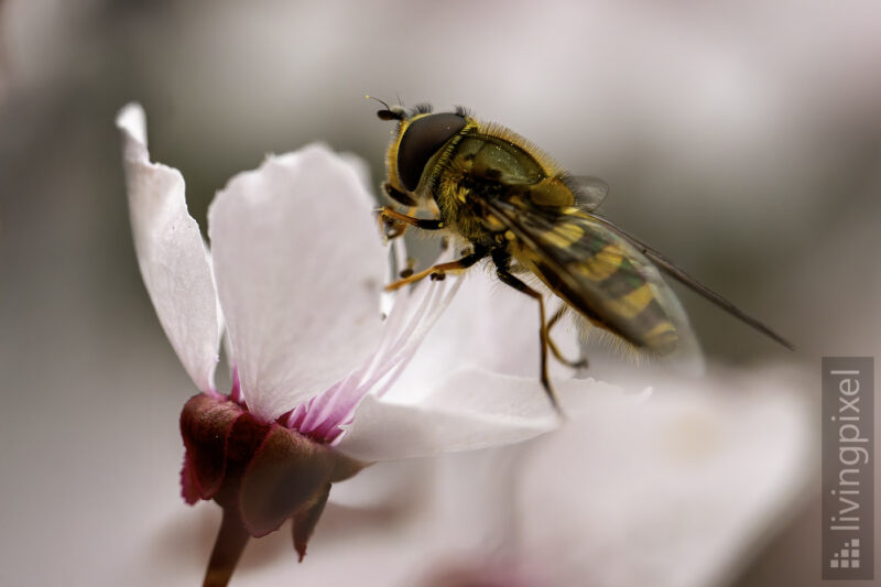 Schwebfliege (Hoverfly)