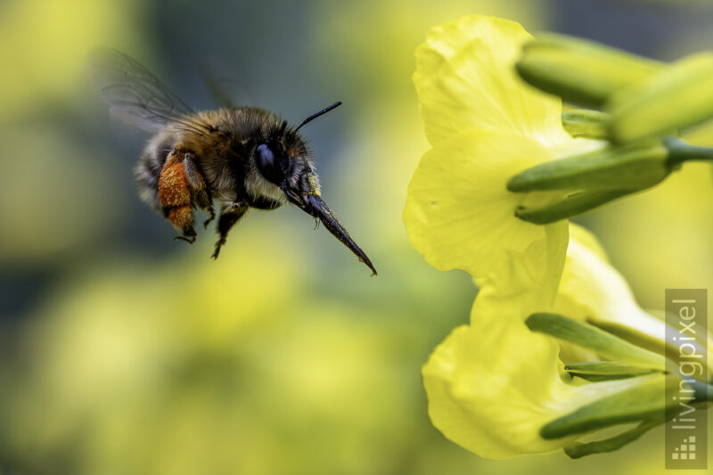 Gemeine Pelzbiene (hairy-footed flower bee)