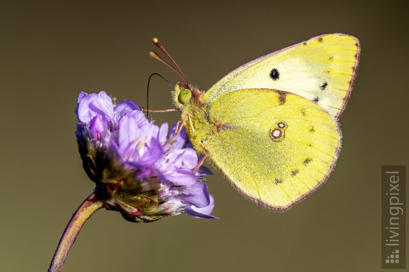 Goldene Acht (Pale clouded yellow)