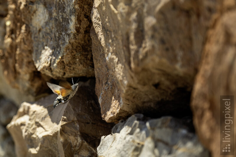Taubenschwänzchen (Hummingbird hawk-moth)