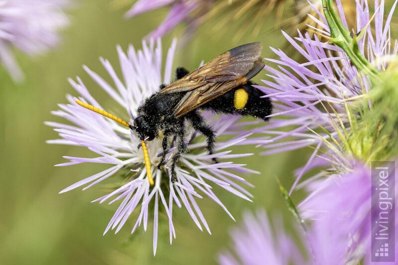 Dolchwespe (Megascolia bidens)