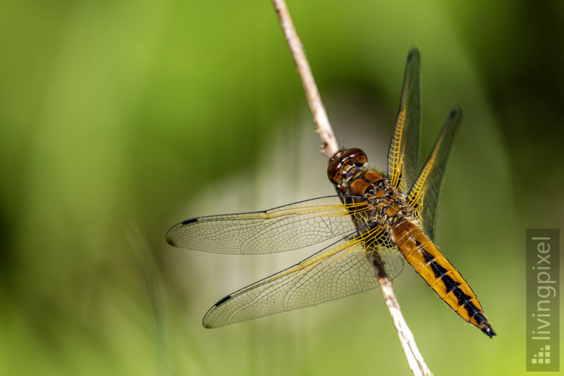 Spitzenfleck (Scarce chaser)