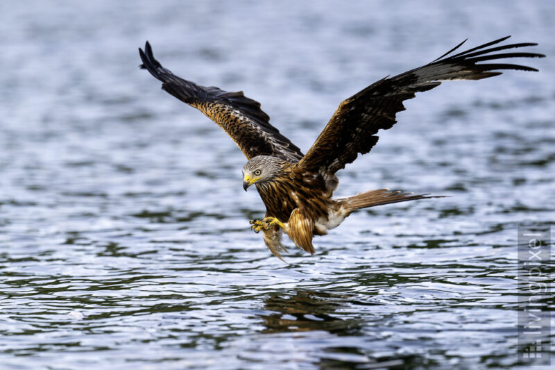 Rotmilan (Red kite)