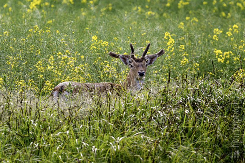 Damhirsch (European fallow deer)