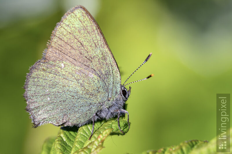 Grüner Zipfelfalter (Green hairstreak)
