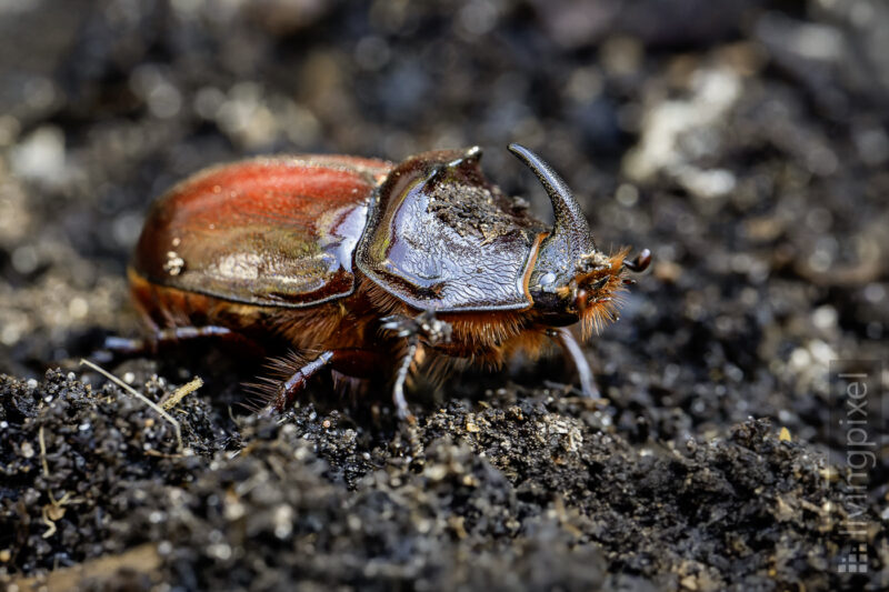 Nashornkäfer (European rhinoceros beetle)