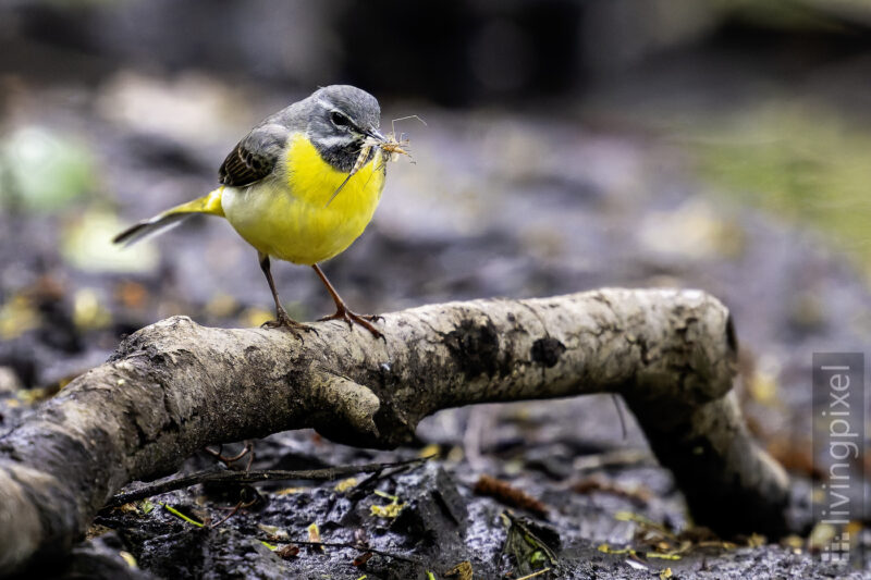 Gebirgsstelze (Grey wagtail)