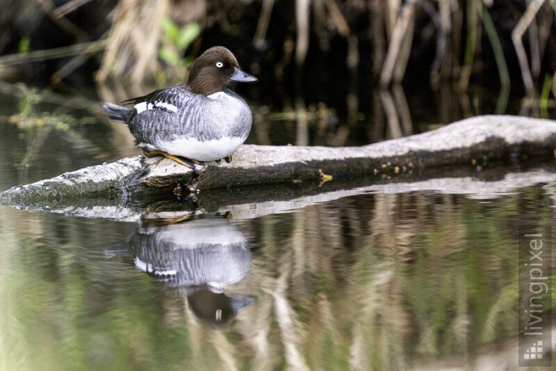 Schellente (Common goldeneye )
