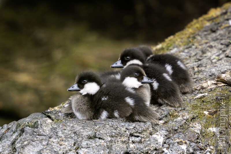 Schellente (Common goldeneye )