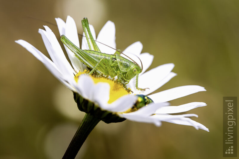 Grünes Heupferd (Tettigonia viridissima)