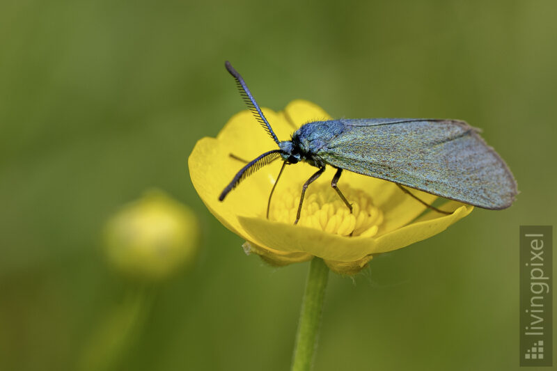 Ampfer-Grünwidderchen (Green forester)