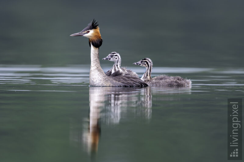 Haubentaucher (Great crested grebe)