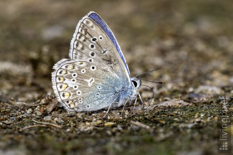 Hauhechel-Bläuling (Common blue)