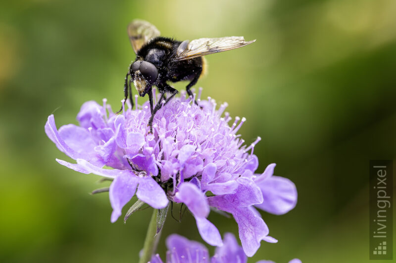 Hummel-Waldschwebfliege (Volucella bombylans)