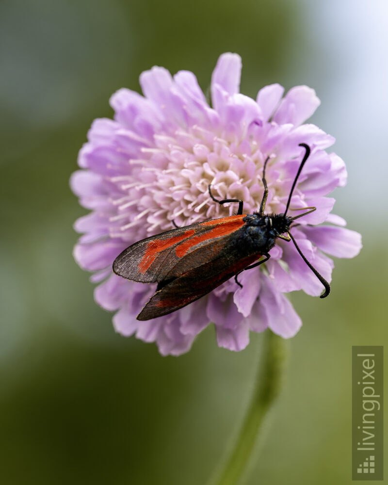 Thymian-Widderchen (Zygaena purpuralis)