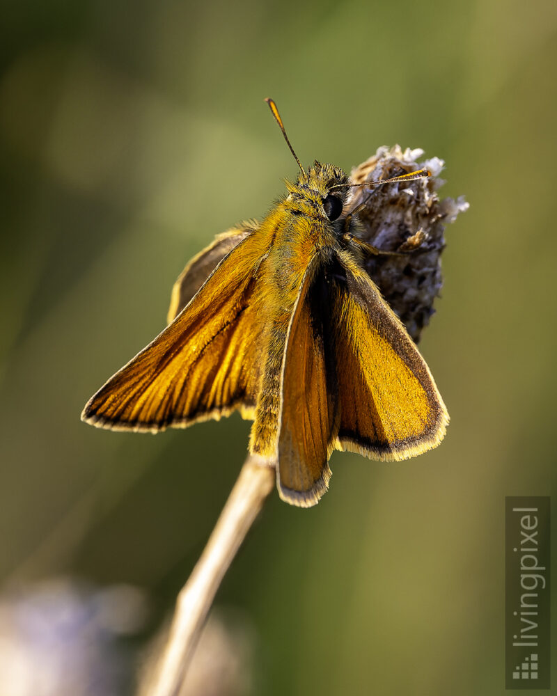Braunkolbiger Braun-Dickkopffalter (Small skipper)