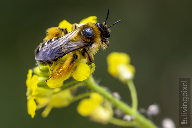 Hosenbiene (Hairy-legged mining bee)