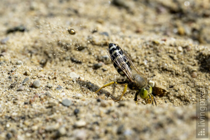 Kreiselwespe (Bembix rostrata)