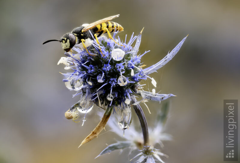 Bienenwolf (European beewolf)