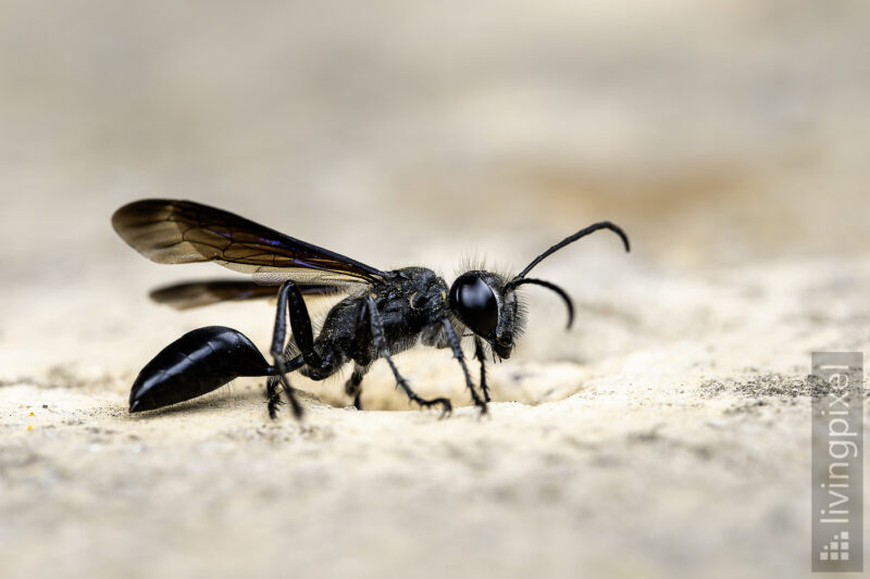 Stahlblauer Grillenjäger (Isodontia mexicana)