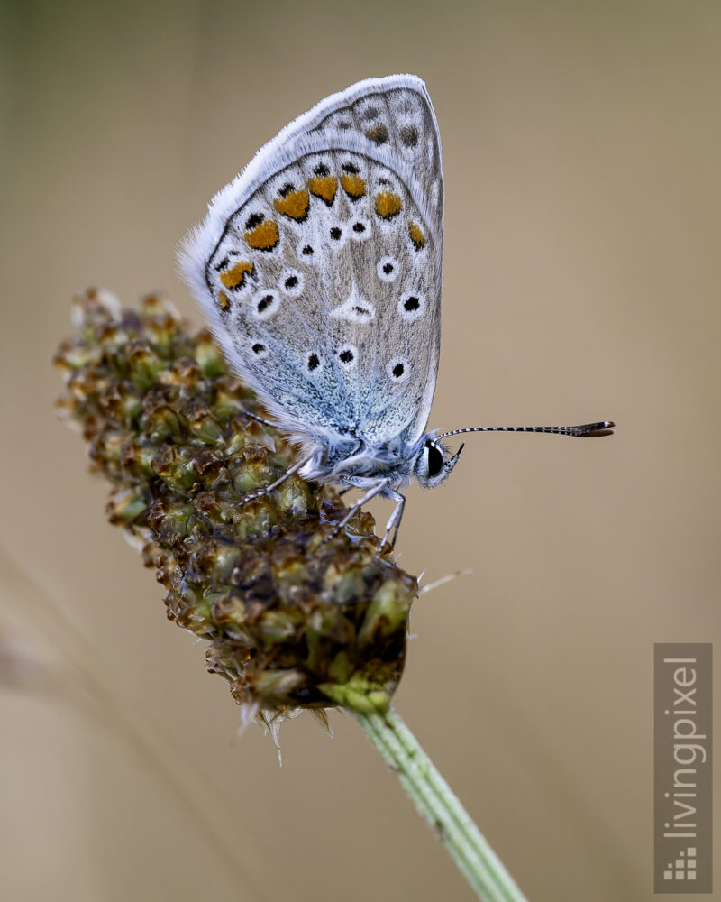 Hauhechel-Bläuling (Common blue)