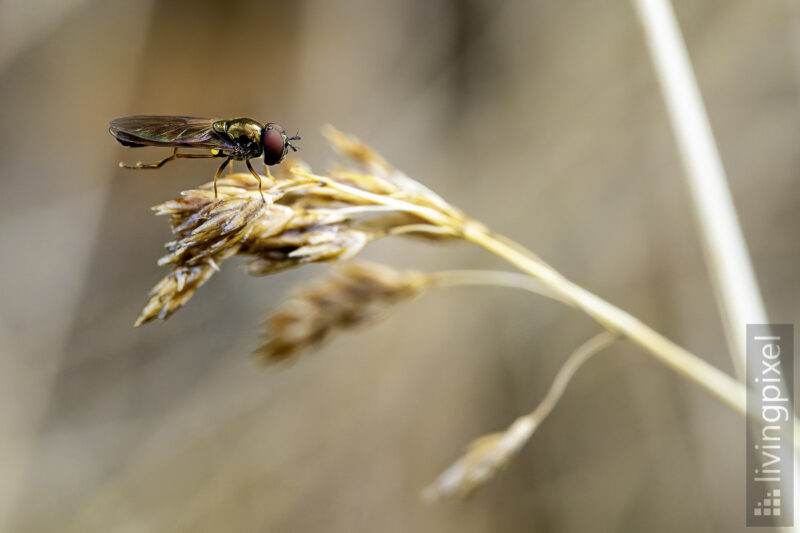 Schwebfliege (Hoverfly)
