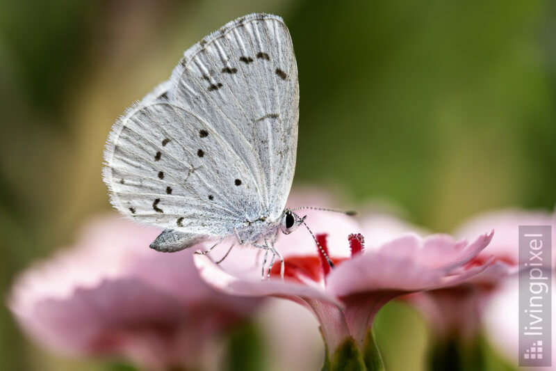 Faulbaum-Bläuling (Holly blue)
