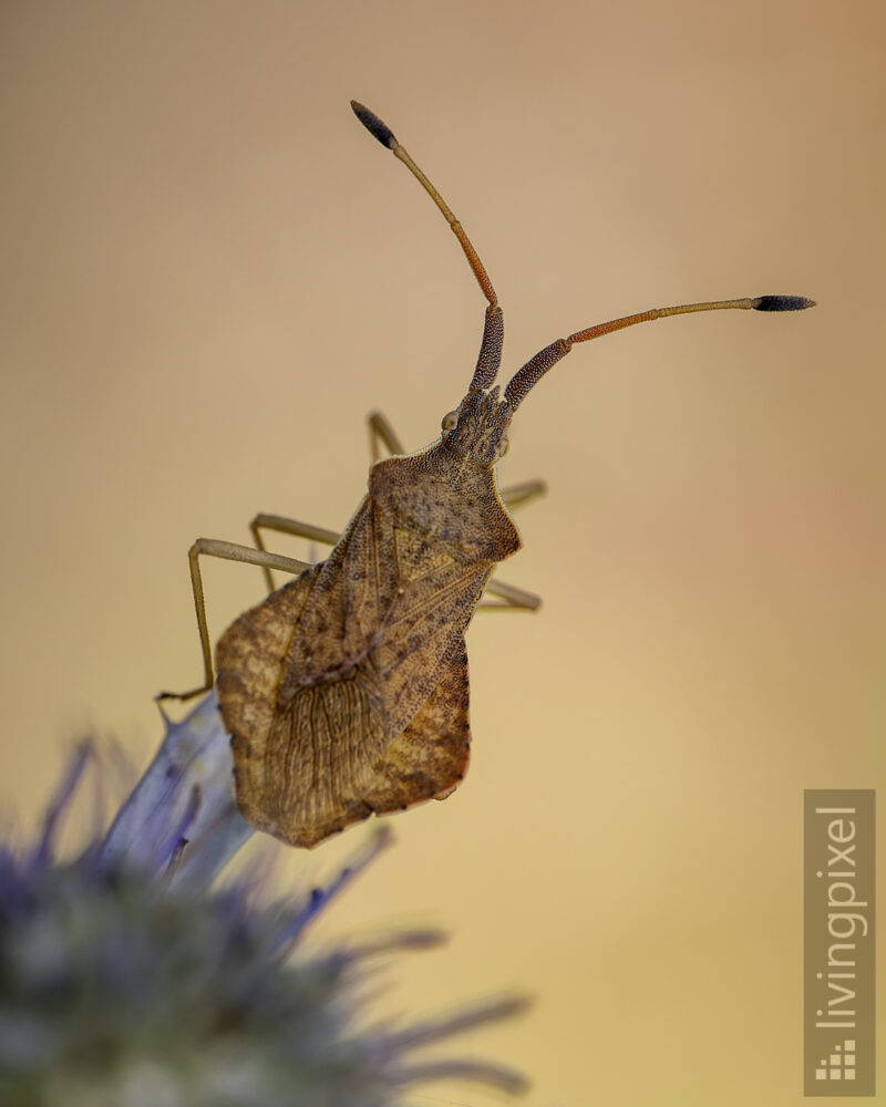 Rhombenwanze (Syromastus rhombeus)